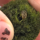 A moss ball containing a zebra mussel.